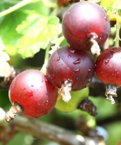 Alternative view of Agrest czerwony 'Hinnonmaki Red' P9/C1