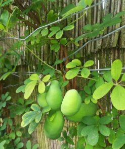 Alternative view of Akebia pięciolistkowa P9/C1