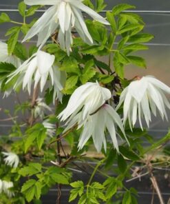 Alternative view of Clematis Albina Plena (botaniczny) PEŁNY P9/C1