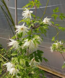 Alternative view of Clematis Albina Plena (botaniczny) PEŁNY poj. 2L