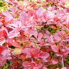 Berberys Thunberga 'Red Carpet' P9/C1