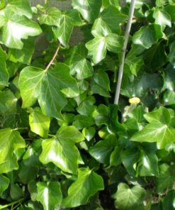 Alternative view of Bluszcz Irlandzki P9/C1