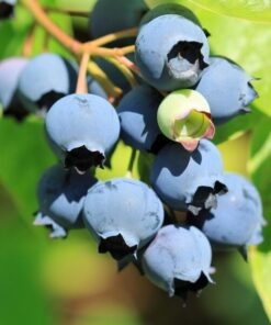 Alternative view of Borówka Amerykańska Bluecrop poj, 2L