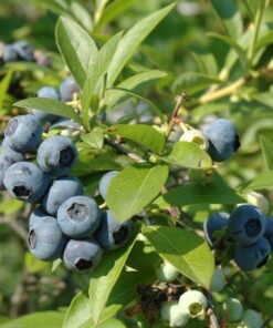 Borówka Amerykańska Chanticleer P9/C1