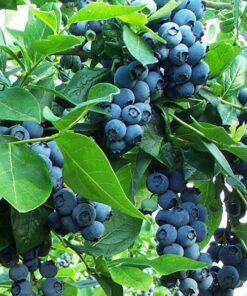 Borówka Amerykańska Earliblue P9/C1