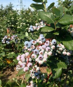 Borówka Amerykańska Rubel P9/C1