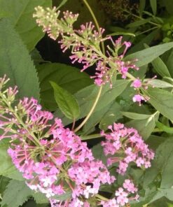 Alternative view of Budleja 'Royal Red' poj, 2l