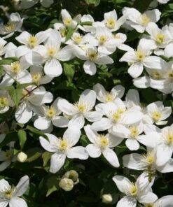 Alternative view of Clematis Alba P9/C1