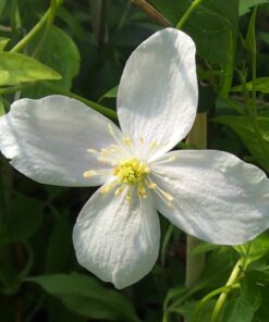 Clematis Alba P9/C1