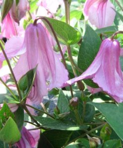 Alternative view of Clematis Alionushka P9/C1