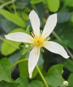 Clematis Anita (botaniczny) poj. 2l