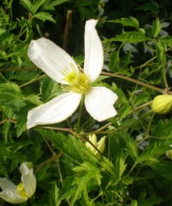 Alternative view of Clematis Anita (botaniczny) poj. 2l