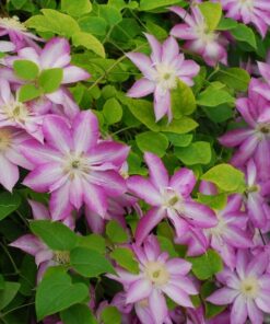 Alternative view of Clematis Asao (wielkokwiatowy) P9/C1