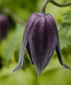 Clematis Betina (botaniczny) P9/C1