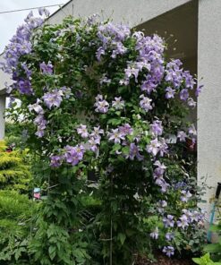 Alternative view of Clematis Błękitny Anioł (viticella) poj. 4L