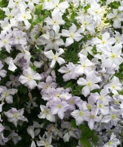 Alternative view of Clematis Błękitny Anioł (viticella) P9/C1