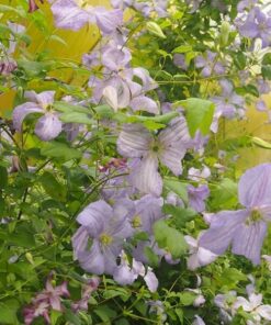 Clematis Błękitny Anioł (viticella) poj. 4L