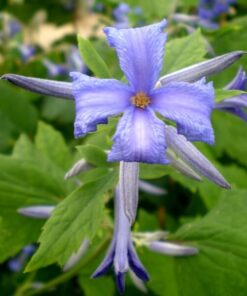 Clematis Cassandra (bylinowy) PACHNĄCY poj. 2L