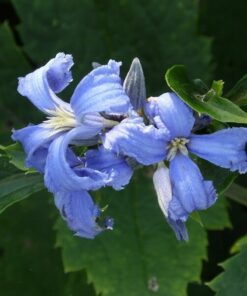 Alternative view of Clematis Cassandra (bylinowy) PACHNĄCY poj. 2L