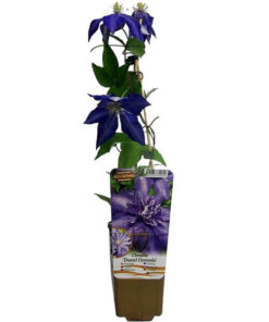 Alternative view of Clematis Daniel Deronda (wielkokwiatowy) PEŁNY P9/C1