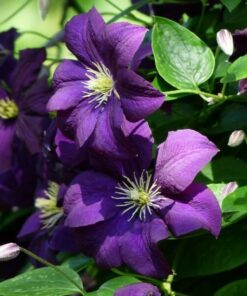 Alternative view of Clematis 'Etoile Violette' P9/C1