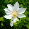 Clematis Guernsey Cream P9/C1