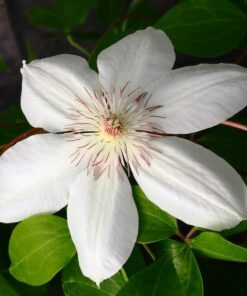 Clematis Henryi (wielkokwiatowy) P9/C1