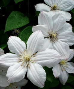 Alternative view of Clematis Henryi (wielkokwiatowy) P9/C1