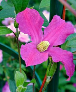 Alternative view of Clematis Inspiration Zoin (bylinowy) poj. 2L