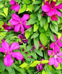 Alternative view of Clematis Kardynał Wyszyński (wielkokwiatowy) P9/C1