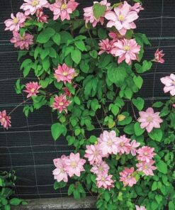 Alternative view of Clematis (wielkokwiatowy) 'Little Mermaid' P9/C1