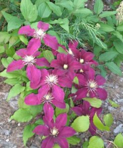 Alternative view of Clematis Niobe (wielkokwiatowy) poj. 2L