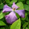 Clematis Polish Spirit poj. 4L