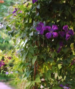 Alternative view of Clematis Polish Spirit poj. 4L