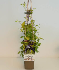 Alternative view of Clematis Stolwijk Gold P9/C1