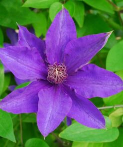 Clematis The President (wielkokwiatowy) P9/C1