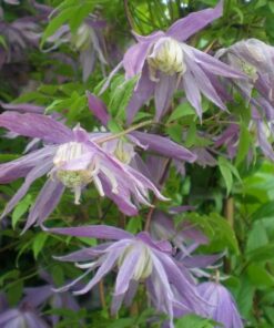 Alternative view of Clematis botaniczny Violet Pink PEŁNY poj. 2L