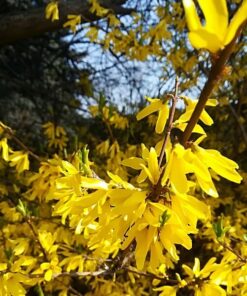 Alternative view of Forsycja pośrednia 'Lynwood' P9/C1