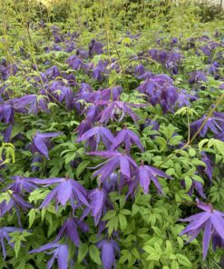 Clematis botaniczny Violet Pink PEŁNY poj. 2L
