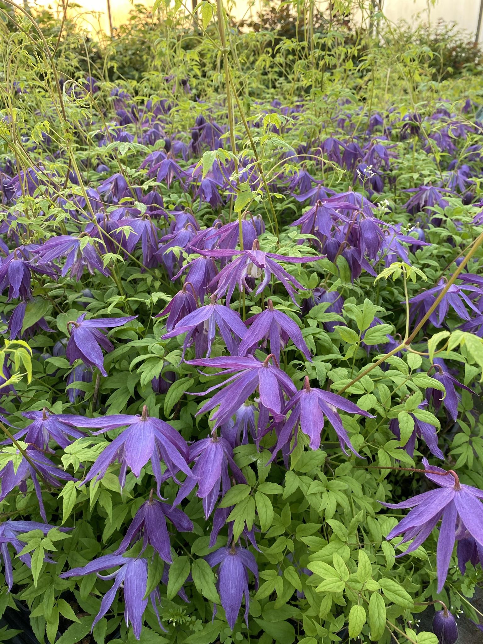 Clematis botaniczny Violet Pink PEŁNY poj. 2L