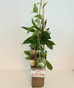 Alternative view of Kiwi Aktinidia Jumbo (ostrolistna) P9/C1