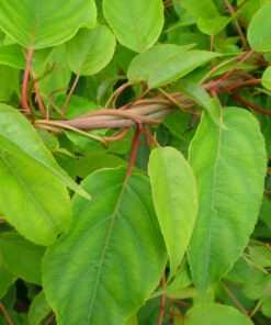 Kiwi Aktinidia Zapylacz Weiki (ostrolistna) MĘSKI P9/C1