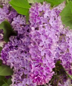 Alternative view of Lilak (bez) 'Minuet' P9/C1