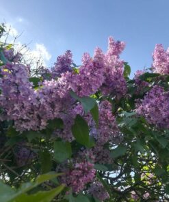 Alternative view of Lilak (bez) pospolity 'Nadezhda' P9/C1