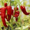 Papryka 'De Cayenne' P9/C1