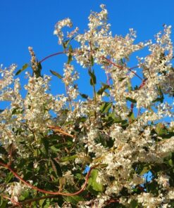 Alternative view of Rdest Auberta P9/C1