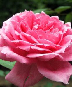 Alternative view of Róża wielkokwiatowa 'Belle Ange' poj, 2l