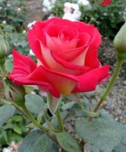 Alternative view of Róża wielkokwiatowa 'Bicolette' poj, 4l