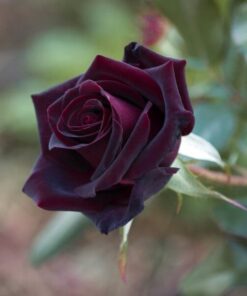 Alternative view of Róża wielkokwiatowa 'Black Diamond' poj, 2l