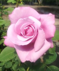 Alternative view of Róża wielkokwiatowa 'Blue Winder' poj, 2l